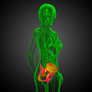 kalça kemiğin tıbbi illüstrasyon