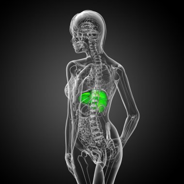 3D render Medikal illüstrasyon karaciğer 