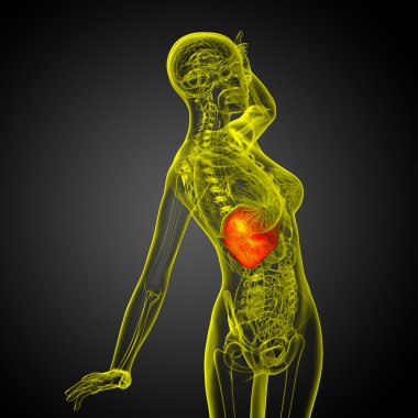 3D render Medikal illüstrasyon karaciğer 