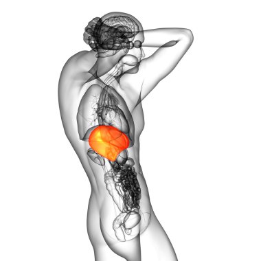 3D render Medikal illüstrasyon karaciğer 