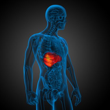 3D render Medikal illüstrasyon karaciğer 