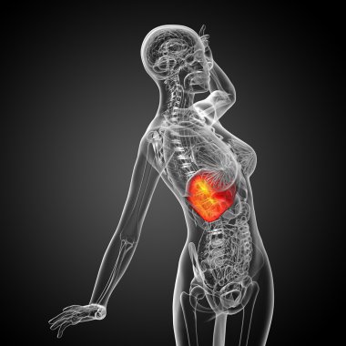 3D render Medikal illüstrasyon karaciğer 