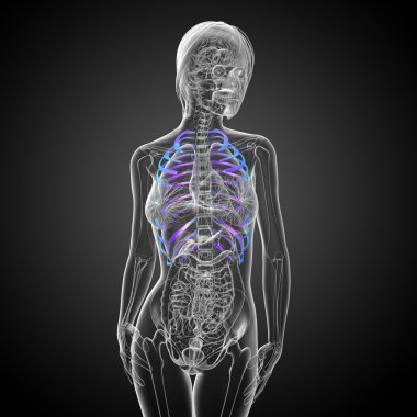 Göğüs kafesi 3D render tıbbi çizimi