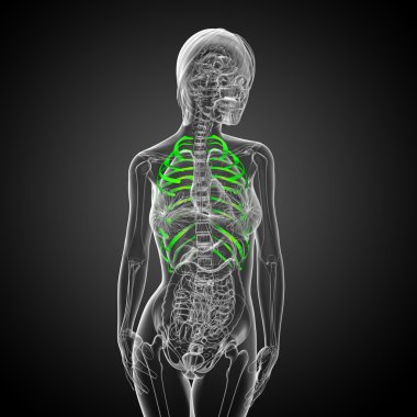 Göğüs kafesi 3D render tıbbi çizimi