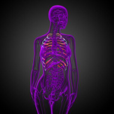 Göğüs kafesi 3D render tıbbi çizimi