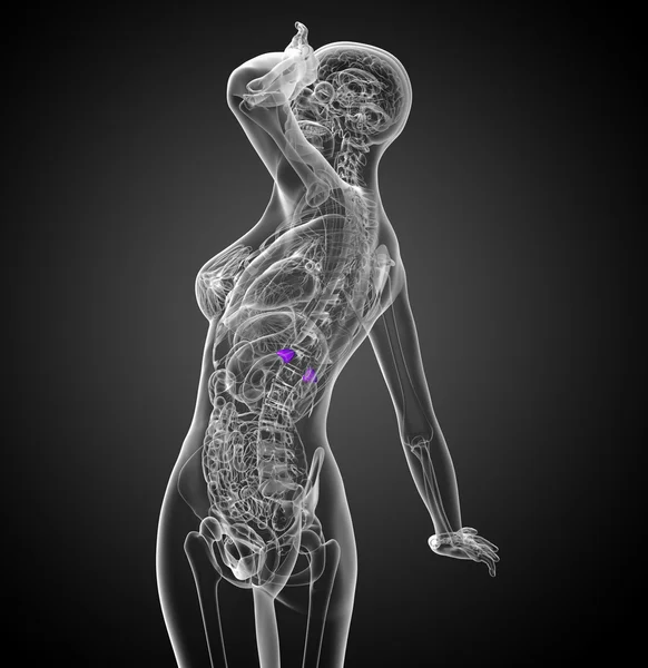 3D render medische illustratie van de milt — Stockfoto