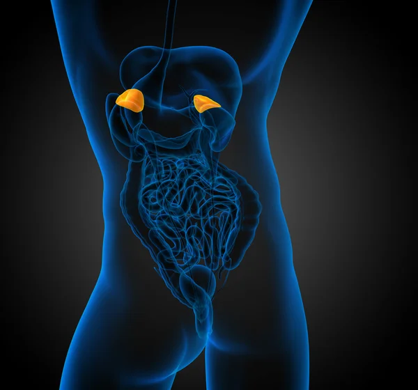 3d render medical illustration of the spleen — Stock Photo, Image