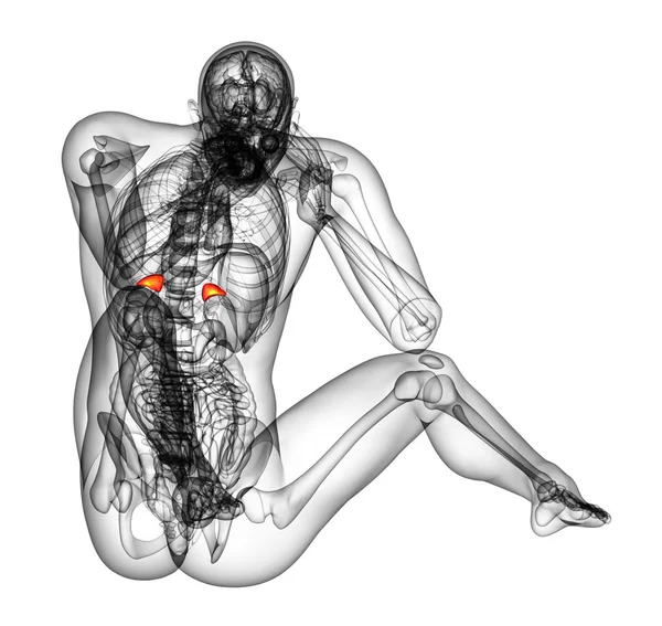 3d rendre l'illustration médicale de la rate — Photo