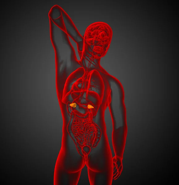 3D göra medicinsk illustration av mjälte — Stockfoto