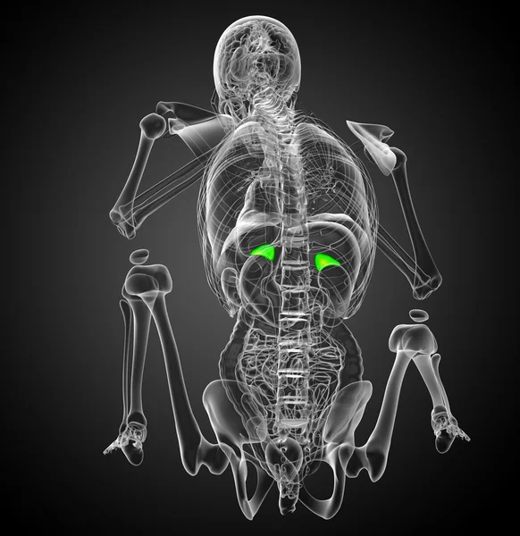 3d render medical illustration of the spleen — Stock Photo, Image