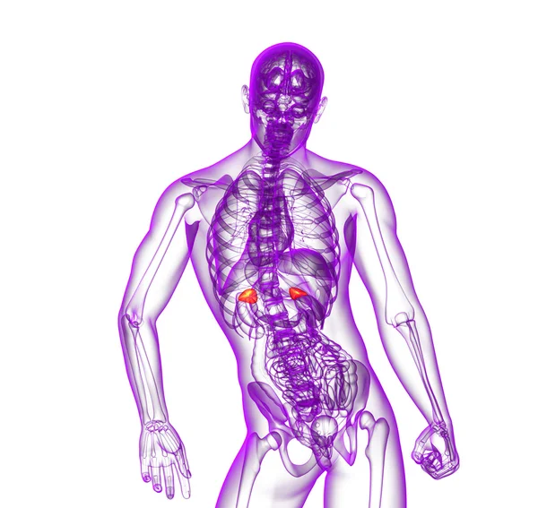 3D göra medicinsk illustration av mjälte — Stockfoto