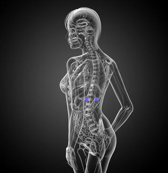 3D göra medicinsk illustration av mjälte — Stockfoto