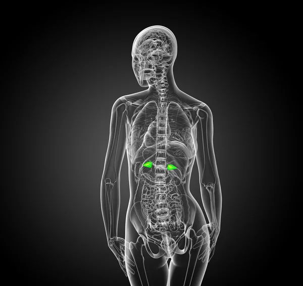 3D vykreslení lékařské ilustrace sleziny — Stock fotografie
