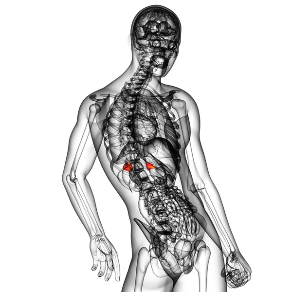 3d rendere illustrazione medica della milza — Foto Stock