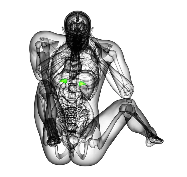 3d rendere illustrazione medica della milza — Foto Stock