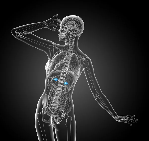 3D render ilustracja medyczny śledziony — Zdjęcie stockowe