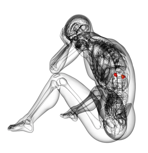 3D göra medicinsk illustration av mjälte — Stockfoto