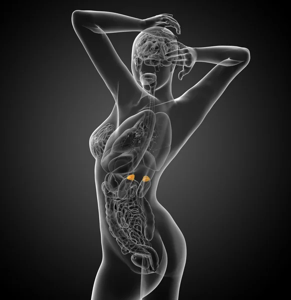 3D render orvosi illusztráció a lépben — Stock Fotó