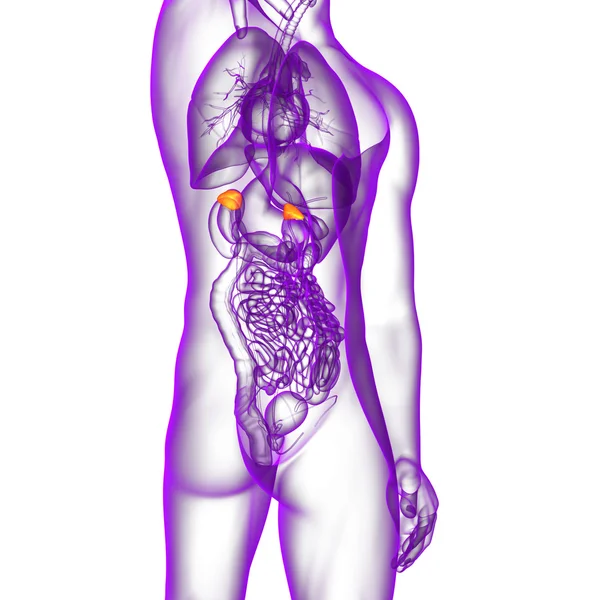 脾臓の 3 d レンダリングの医療イラスト — ストック写真