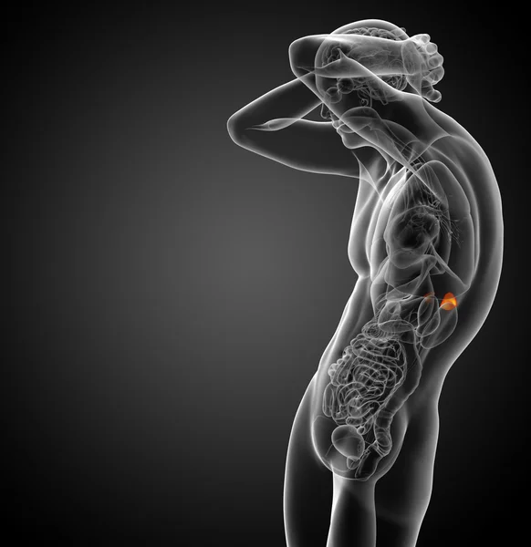 3D render ilustracja medyczny śledziony — Zdjęcie stockowe