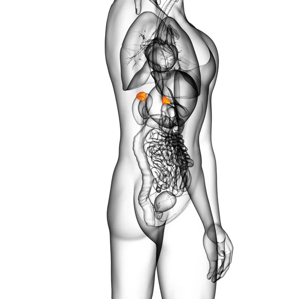 3d rendre l'illustration médicale de la rate — Photo