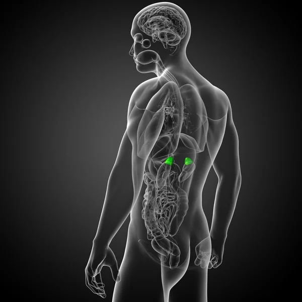 3D göra medicinsk illustration av mjälte — Stockfoto