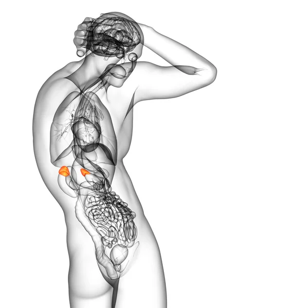 3d render medical illustration of the spleen — Stock Photo, Image