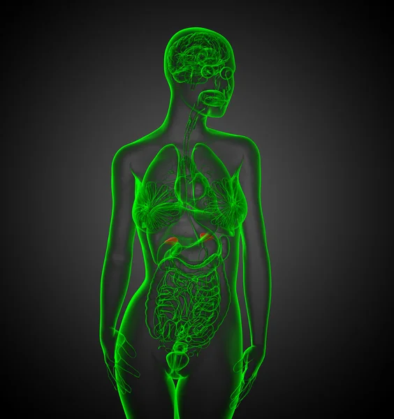 3D göra medicinsk illustration av mjälte — Stockfoto