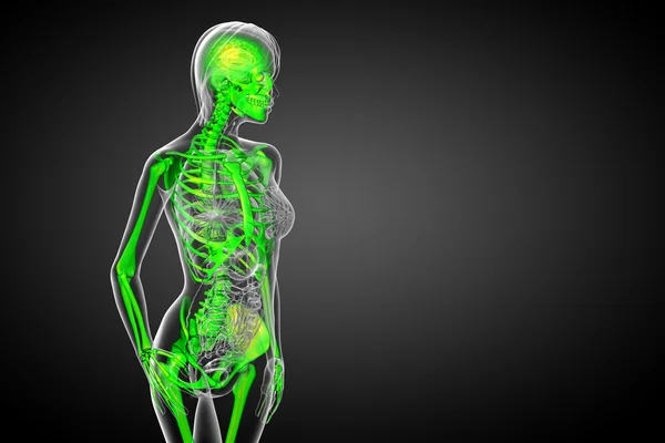 Illustration médicale du squelette en 3D — Photo