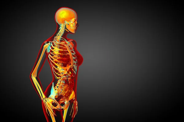 3d визуализировать медицинскую иллюстрацию скелетной кости — стоковое фото