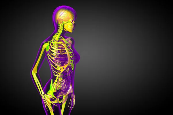 3d rendere illustrazione medica dello scheletro osseo — Foto Stock
