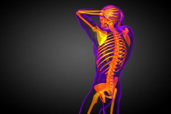 3d render medical illustration of the skeleton bone — Stock Photo, Image