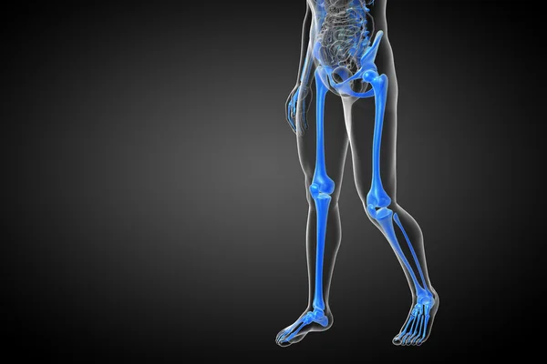 3d render medical illustration of the skeleton bone — Stock Photo, Image