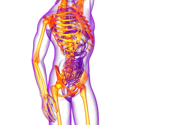 해골 뼈의 3 차원 렌더링 의료 일러스트 — 스톡 사진