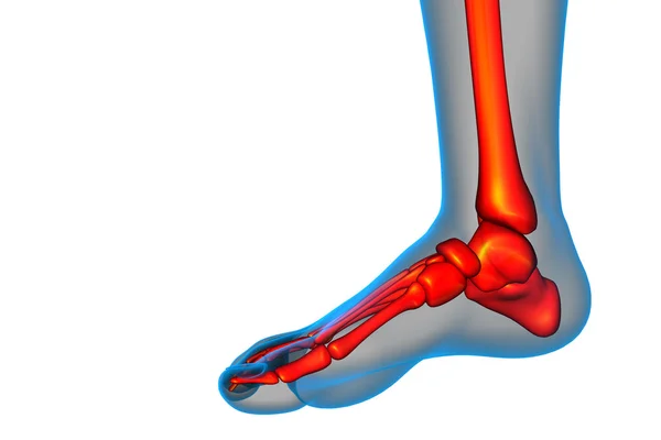 3D göra medicinsk illustration av fot ben — Stockfoto