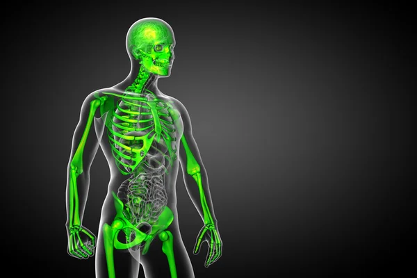 スケルトンの骨の 3 d レンダリングの医療イラスト — ストック写真