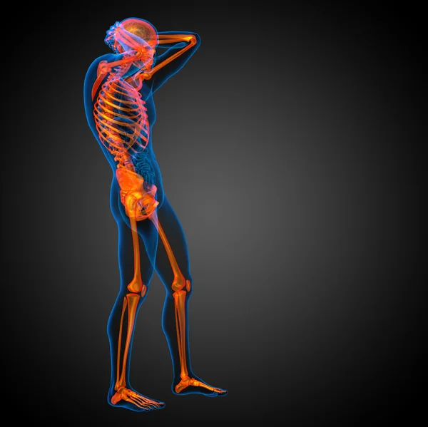 3d render medical illustration of the skeleton bone — Stock Photo, Image