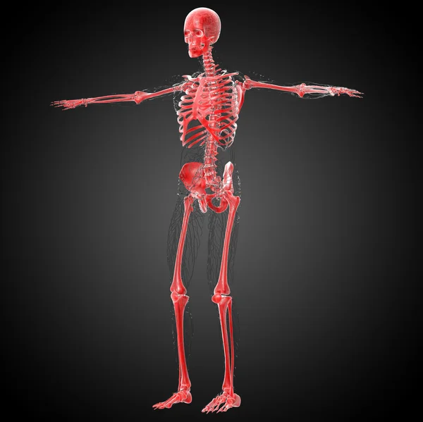 3d render medical illustration of the skeleton bone — Stock Photo, Image