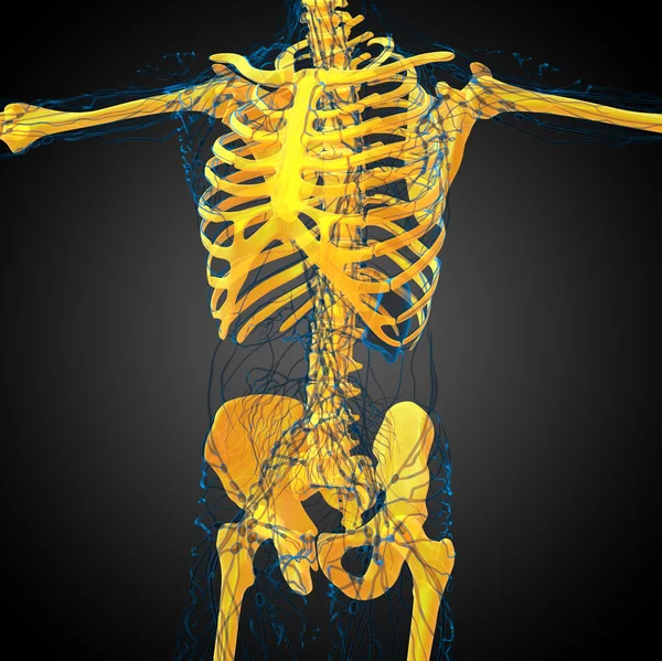 3d render medical illustration of the skeleton bone — Stock Photo, Image