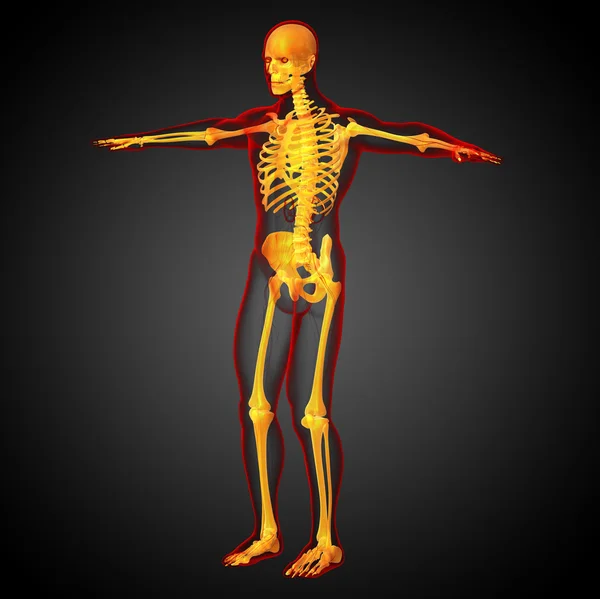 3d render medical illustration of the skeleton bone — Stock Photo, Image