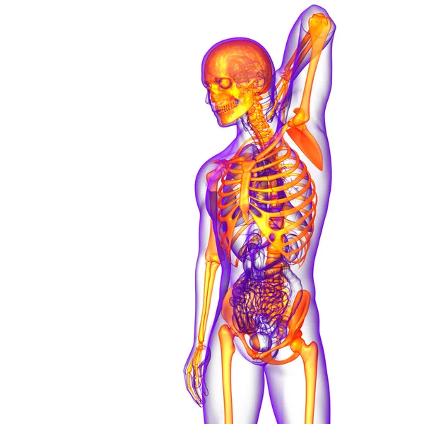 3d rendere illustrazione medica dello scheletro osseo — Foto Stock