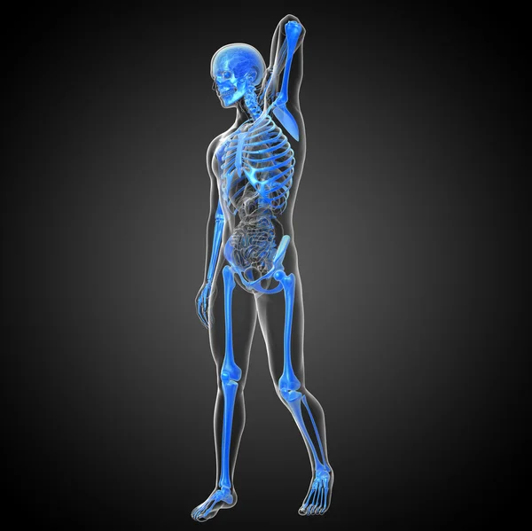 3D render medische illustratie van het skelet bot — Stockfoto