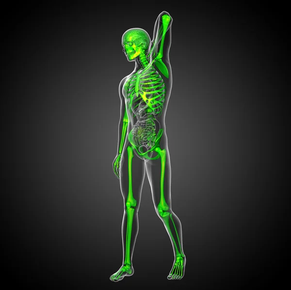 3d render medical illustration of the skeleton bone — Stock Photo, Image