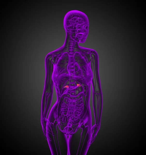 3d render medical illustration of the spleen — Stock Photo, Image