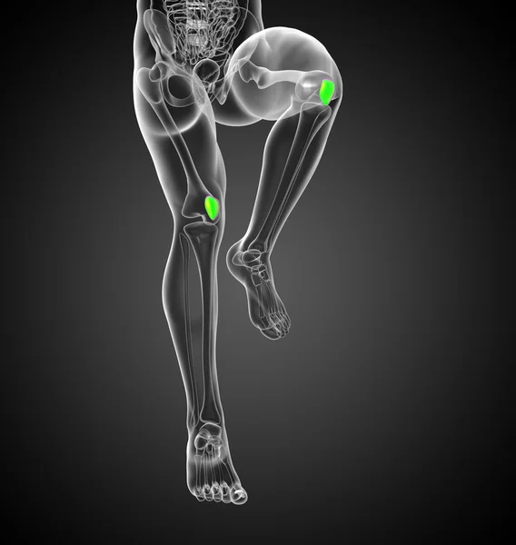 3D medizinische Illustration des Patellasehnenknochens — Stockfoto