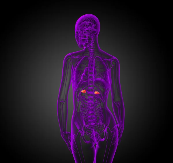 3d render medical illustration of the spleen — Stock Photo, Image