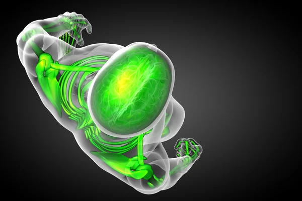 3D göra medicinsk illustration av skelett ben — Stockfoto