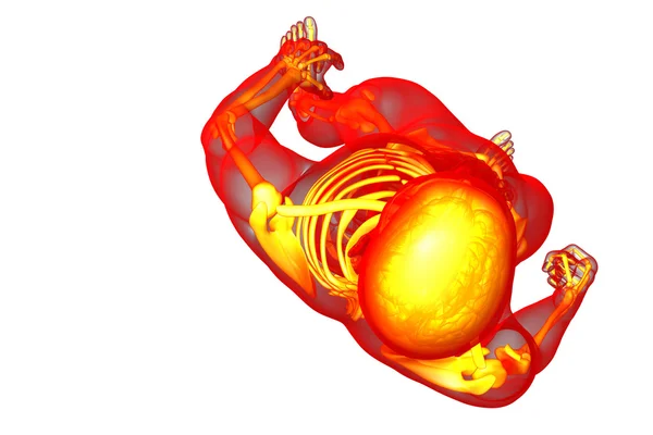 3D render medische illustratie van het skelet bot — Stockfoto