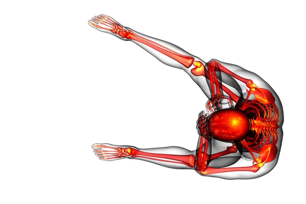 कंकाल हड्डी का 3 डी रेंडर मेडिकल इलस्ट्रेशन — स्टॉक फ़ोटो, इमेज
