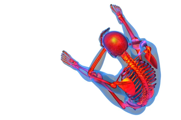 3d render medical illustration of the skeleton bone — Stock Photo, Image